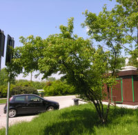 Acer ginnala Maxim. – Photo: Andrea Moro 2009, Dryades TSB64338.jpg