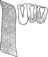 Gymnosporangium juniperinum (L.) Fr. Abb1012 (Gäumann 1959, Rostpilze Mitteleuropas).png