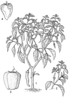 Linedrawing Capsicum annuum.gif