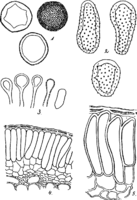 Melampsora allii-populina Kleb. Abb0123 (Gäumann 1959, Rostpilze Mitteleuropas).png
