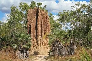 00 2446 Australien Litchfield-Nationalpark.jpg