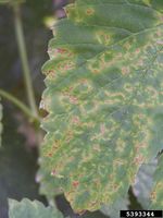 Apple mosaic virus IPM5393344.jpg