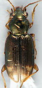 Bembidion rapidum1.jpg