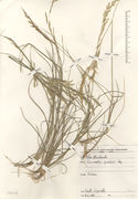 Herbarium sheet of Puccinellia distans (Jacq.) Parl.