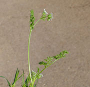 Habit of Scandix pecten-veneris L. (photo Andrea Moro 2014)