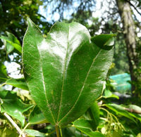 Acer buergerianum subsp. formosanum (Hayata) Murray & Lauener – Photo: Andrea Moro 2008, Dryades TSB56688.jpg