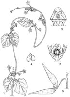 Linedrawing Tylophora indica.gif