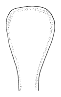 Polyporales-pileus-shape-spatulate.png