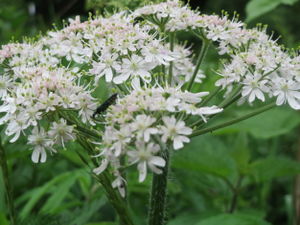 20160530Heracleum sphondylium2.jpg