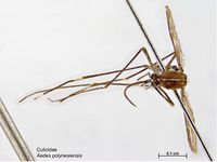 Aedes polynesiensis PaDIL140525b.jpg