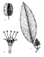 Combretum collinum PROTA drawing.png