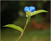 Commelina communis L.