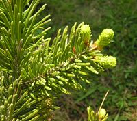 Abies nordmanniana (Steven) Spach – Photo: Andrea Moro 2007, Dryades TSB42647.jpg