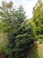 Abies concolor (Gordon) Lindl. ex Hildebr. – Photo: Andrea Moro 2008, Dryades TSB60309.jpg