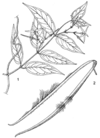 Linedrawing Cryptolepis sanguinolenta.gif