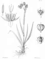 Luzula campestris (L.) DC. (Spach, 1834-1847, Histoire naturelle des végétaux t. 113, PID-174587) clean, simplified.jpg