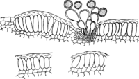 Melampsora abieti-caprearum Tubeuf. Abb0131 (Gäumann 1959, Rostpilze Mitteleuropas).png