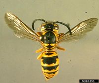 Vespula maculifrons IPM5380351.jpg