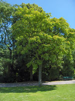 Ailanthus altissima01.JPEG