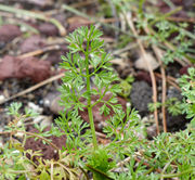 Leaves of Scandix pecten-veneris L. subsp. pecten-veneris (photo Andrea Moro 2013)