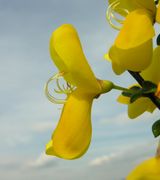 Flower side view Cytisus scoparius (L.) Link (photo Andrea Moro 2006)