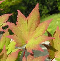 Acer sieboldianum Miq. – Photo: Andrea Moro 2007, Dryades TSB45691.jpg