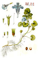 Glechoma hederacea Sturm27.jpg