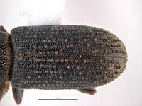 Hylastes nigrinus PaDIL136057b.jpg