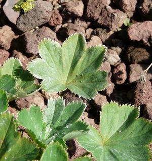 Alchemilla acutiloba leaf (07).jpg