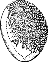 Cronartium ribicola J. C. Fisch. Abb0074 (Gäumann 1959, Rostpilze Mitteleuropas).png
