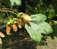 Acer hyrcanum Fisch. & C.A.Mey. – Photo: Andrea Moro 2007, Dryades TSB47404.jpg