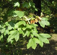 Acer hyrcanum Fisch. & C.A.Mey. – Photo: Andrea Moro 2007, Dryades TSB47407.jpg