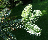 Abies procera Rehd. – Photo: Andrea Moro 2008, Dryades TSB56502.jpg