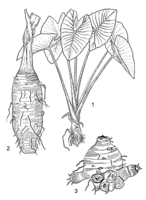 Linedrawing Colocasia esculenta.gif