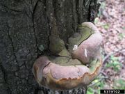 Phellinus robustus IPM5379702.jpg