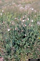 Silene latifolia IPM1555027.jpg