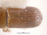 Xyleborus volvulus PaDIL135997d.jpg