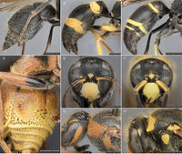 Ancistrocerus (10.3897-zookeys.718.21096) Figure 2.jpg