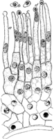 Cronartium ribicola J. C. Fisch. Abb0072 (Gäumann 1959, Rostpilze Mitteleuropas).png