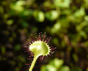 Leaf’s underside of Drosera rotundifolia L. (photo Andrea Moro 2012)