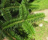 Abies cephalonica Loudon – Photo: Andrea Moro 2007, Dryades TSB45468.jpg