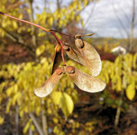 Acer palmatum Thunb. – Photo: Andrea Moro 2008, Dryades TSB60212.jpg