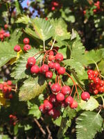 Sorbus mougeotii.jpg