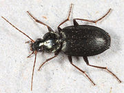 Agonum placidum BugGuide187797.jpg