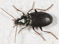 Agonum placidum BugGuide187797.jpg