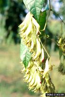 Brunnichia ovata IPM1116158.jpg