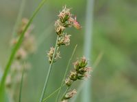 Carex muricata.jpeg