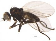 Chromatomyia nigra BOLD Systems.jpg