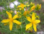 Hypericum perforatum L.