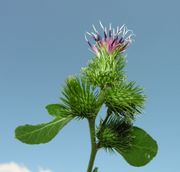 Inflorescence and leaves of Arctium minus (Hill) Bernh.